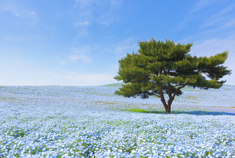 Parco Hitachi in fiore