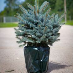 Albero di Natale fresco di lusso - Abete rosso in vaso (Picea pungens glauca) - Per la consegna immediata