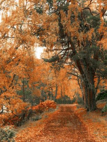 passeggiate nei boschi di Loch an Eilein in autunno
