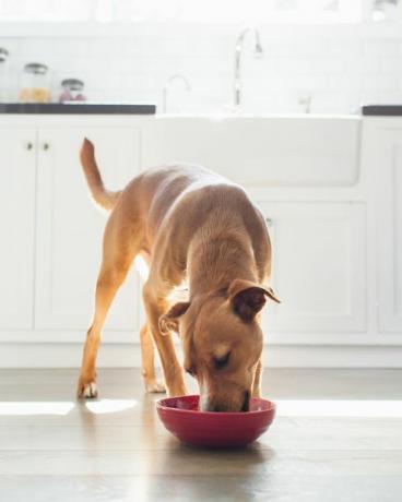 vista frontale del cane color marrone chiaro in cucina che mangia dalla ciotola rossa