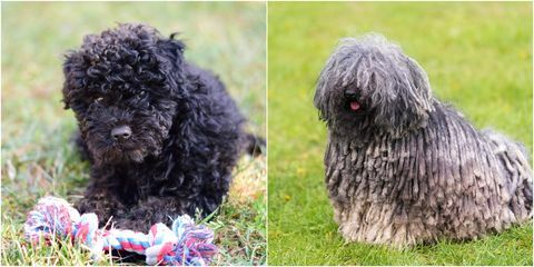 puli cane come un cucciolo e un adulto