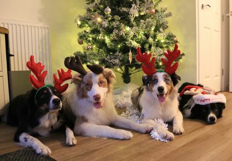 Foto di cani di Natale festivo