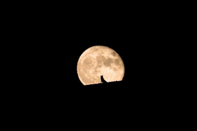 sagoma di un cane lupo che guarda il sorgere della luna piena, luna piena e silhouette, fotografia di animali domestici, Halloween