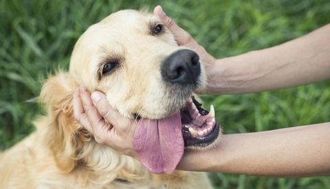 mani accarezzando il cane golden retriever