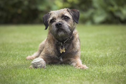 border terrier