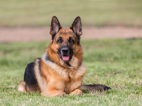 ritratto di cane pastore tedesco sdraiato sull'erba