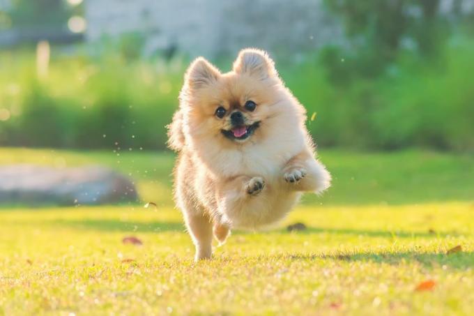 simpatici cuccioli di cane pechinese di razza mista pomerania corrono sull'erba con felicità