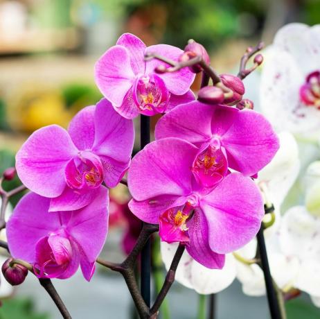 bellissimo fiore viola orchidea phalaenopsis