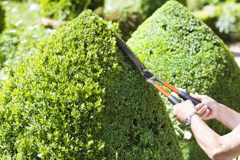 Un giardino ben curato può aumentare il valore della tua proprietà di £ 2.000