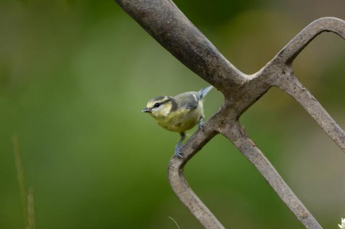 La cinciarella Parus caeruleus, giovanile, appollaiata sulla forcella da giardino a Durham luglio