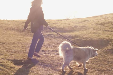 Cane che viene camminato dal proprietario in campagna