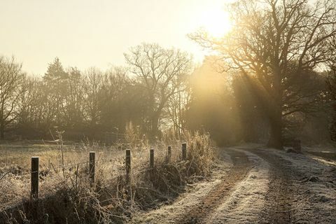 Inverno della campagna della camminata del campo di alberi di gelo