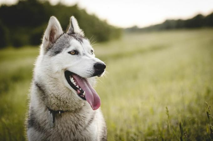 husky fuori in un campo