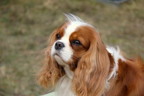 stretta di cavalier king charles spaniel sul campo