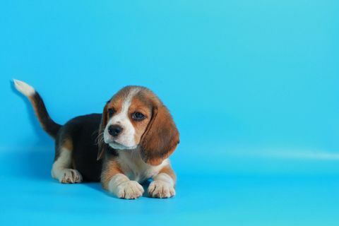 Beagle - cane