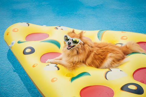 cane pomeraniano in piscina cane galleggiante che indossa occhiali da sole, cane in vacanza, galleggiante in piscina su a immagine concettuale della zattera della piscina a forma di pizza per il relax, la festa del lavoro, il giorno della memoria, il 4 luglio e l'estate divertimento