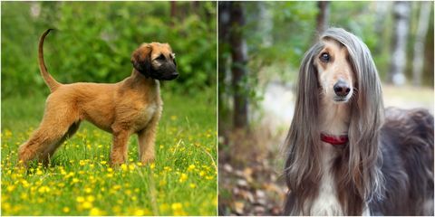 razze di cani che sembrano uguali ai cuccioli