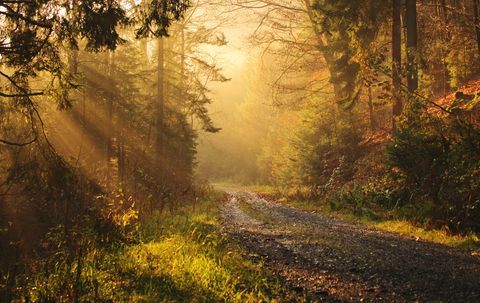 foresta autunnale equinozio 2019 