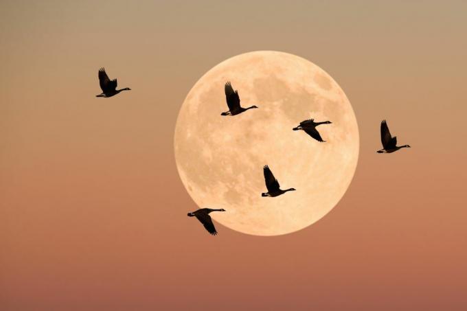 oche del Canada in volo, al tramonto, attraverso la luna piena