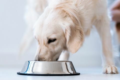 cane che mangia cibo dalla ciotola