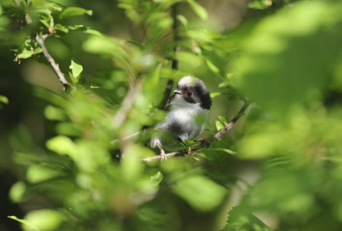 La cincia dalla coda lunga aegithalos caudatus, i bambini rimasti nascosti nella siepe, nel bedfordshire, possono