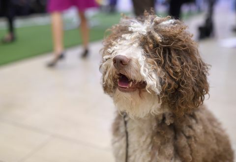 La 140a mostra canina annuale del Westminster Kennel Club incontra le nuove razze