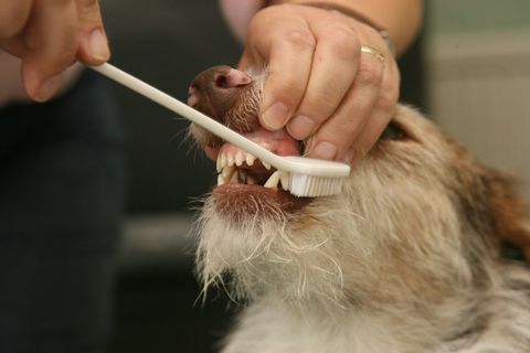 denti di cane puliti