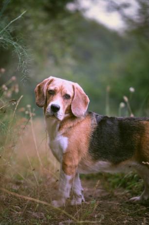 ritratto di beagle in piedi sul campo, asturie, spagna