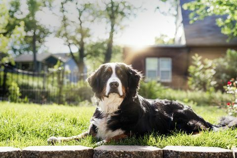 un regale cane da montagna bernese si siede al sole