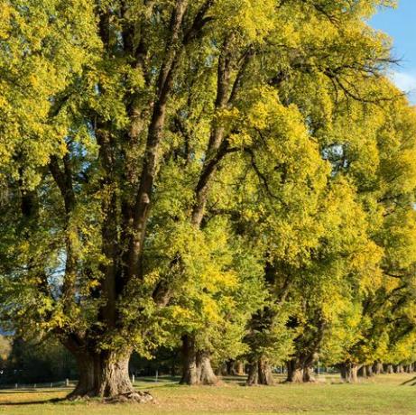 olmi centenari nel cerchio delle foglie d'autunno l'ippodromo di tumut ha avuto inizio qui nel 1850 il tumut turf club ospita 7 incontri all'anno all'ippodromo di tumut