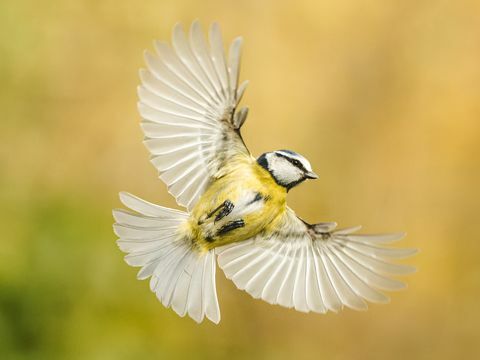 fotografia di uccelli giardino della fauna selvatica