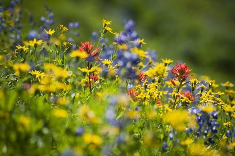 Fiori di campo all'esterno