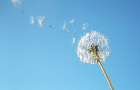 Ecco quando inizierà la stagione della febbre da fieno 2018 e come far fronte ai sintomi