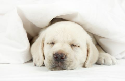 Cucciolo di Labrador che dorme in un letto