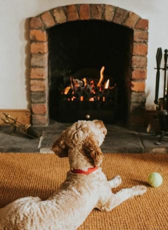 cane color sabbia si trova davanti a un fuoco aperto con la sua palla