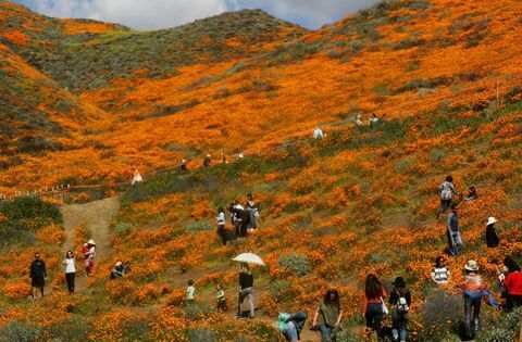 Il clima invernale umido porta "Super Bloom" di fiori selvatici in California