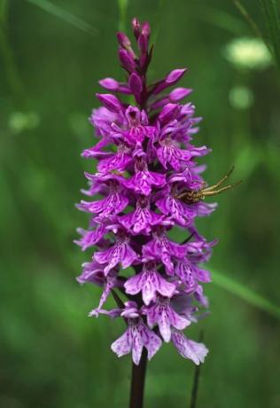 Orchidea viola in anticipo in primavera