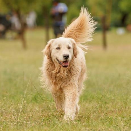 golden retriever che cammina