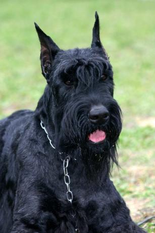 schnauzer gigante - i migliori cani da guardia