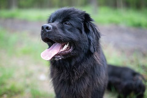 ritratto del cane di terranova nella foresta