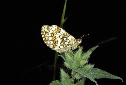 brughiera fritillare