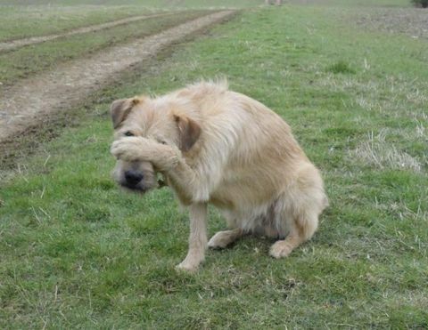 Orzo il cane