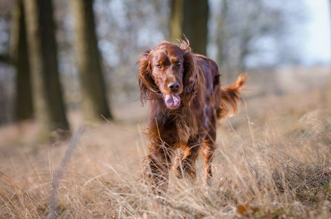 Cane segugio setter irlandese