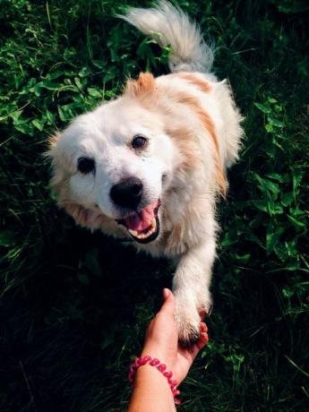 vista ad alto angolo della mano che tiene la zampa del cane