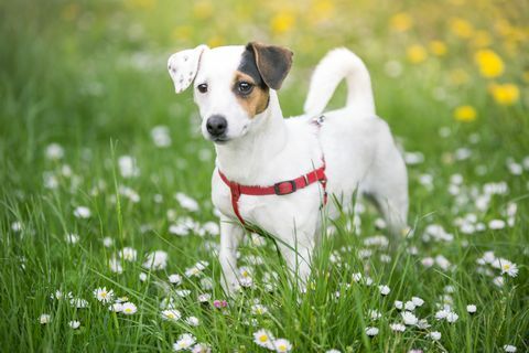 jack russell terrier su un prato con fiori