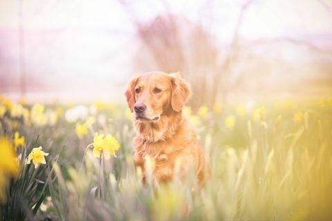 Labrador in feild