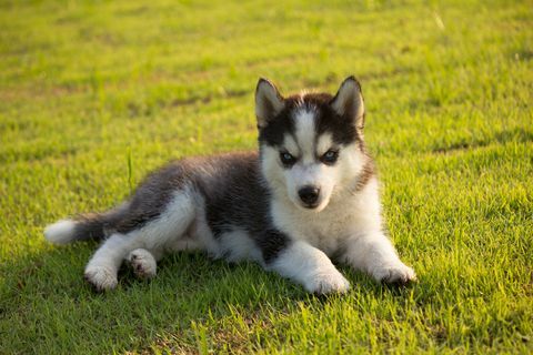 cucciolo di husky siberiano che riposa sul campo