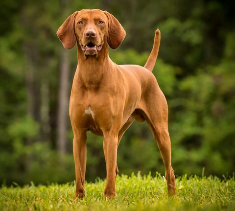 un vizsla felice sta sull'erba con la bocca aperta mentre guarda la macchina fotografica