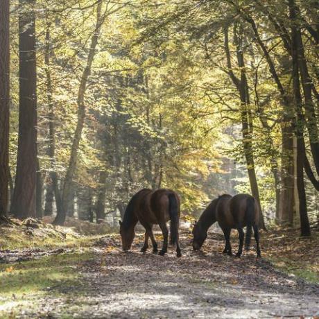 nuova foresta