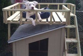 Dog House con terrazza sul tetto